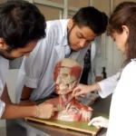cadaver shortage