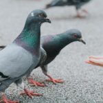 Pigeons