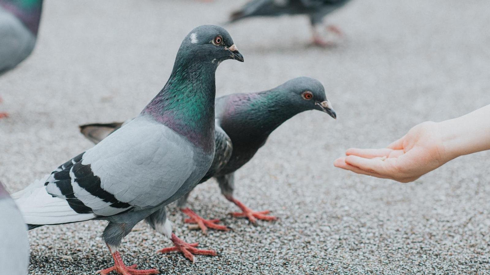 Pigeons