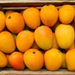 Mango Festival
