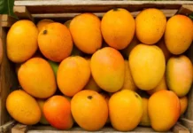 Mango Festival