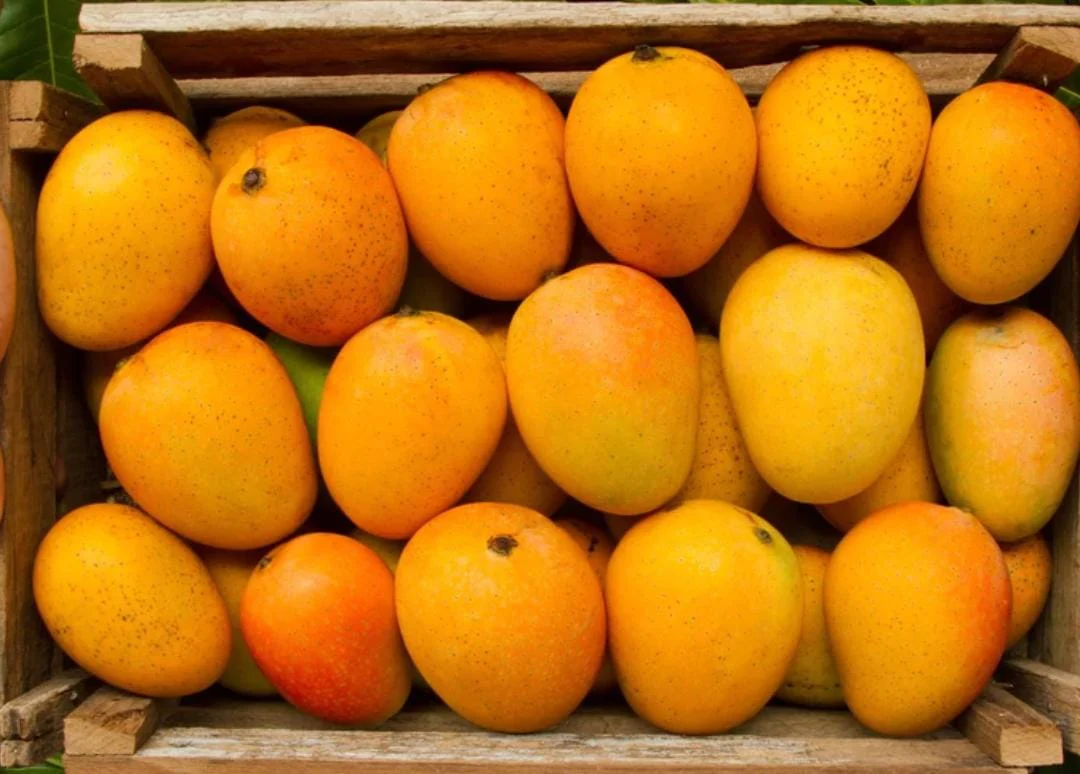 Mango Festival