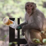 Sterilization Centers