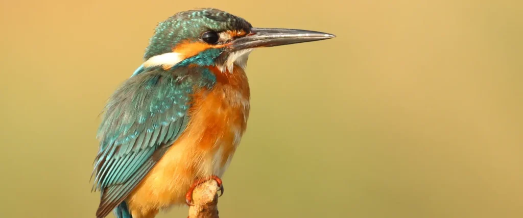 Karnala Bird Sanctuary