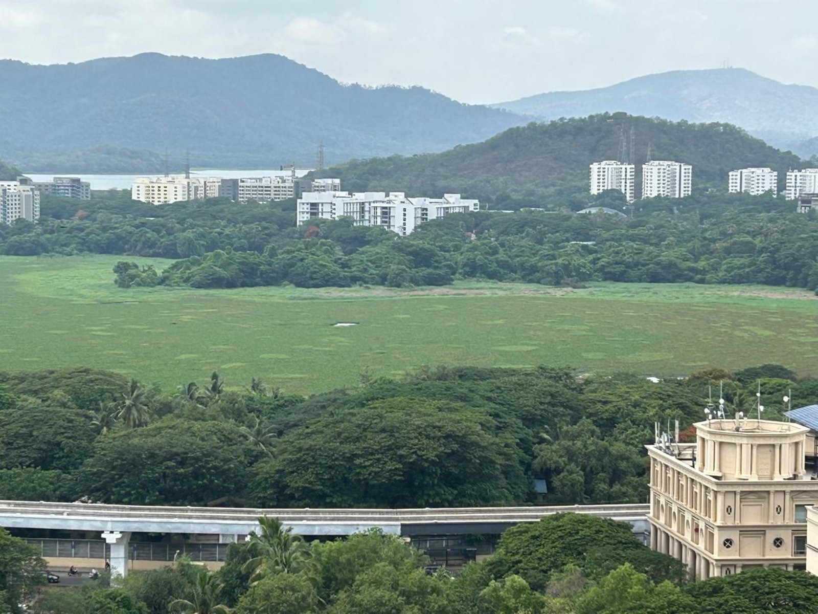Water Hyacinth in Powai Lake