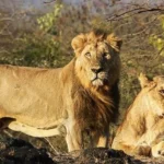 lions