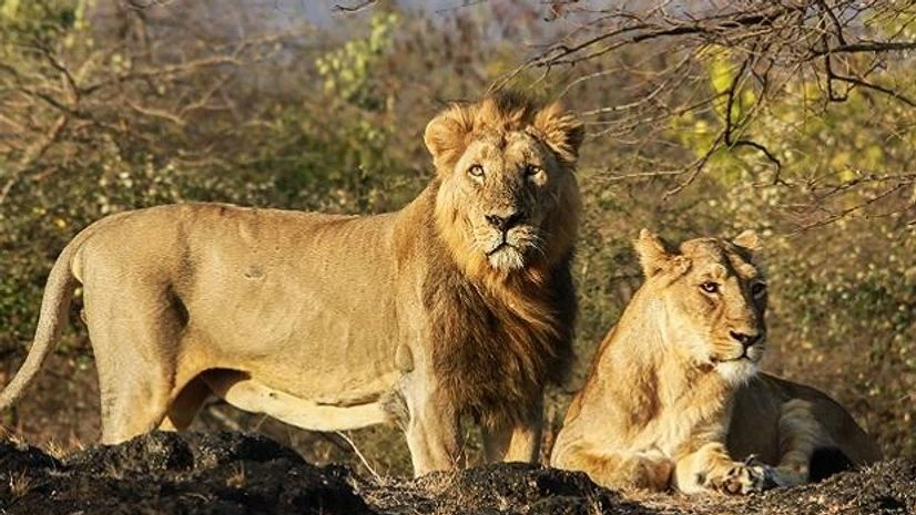 lions
