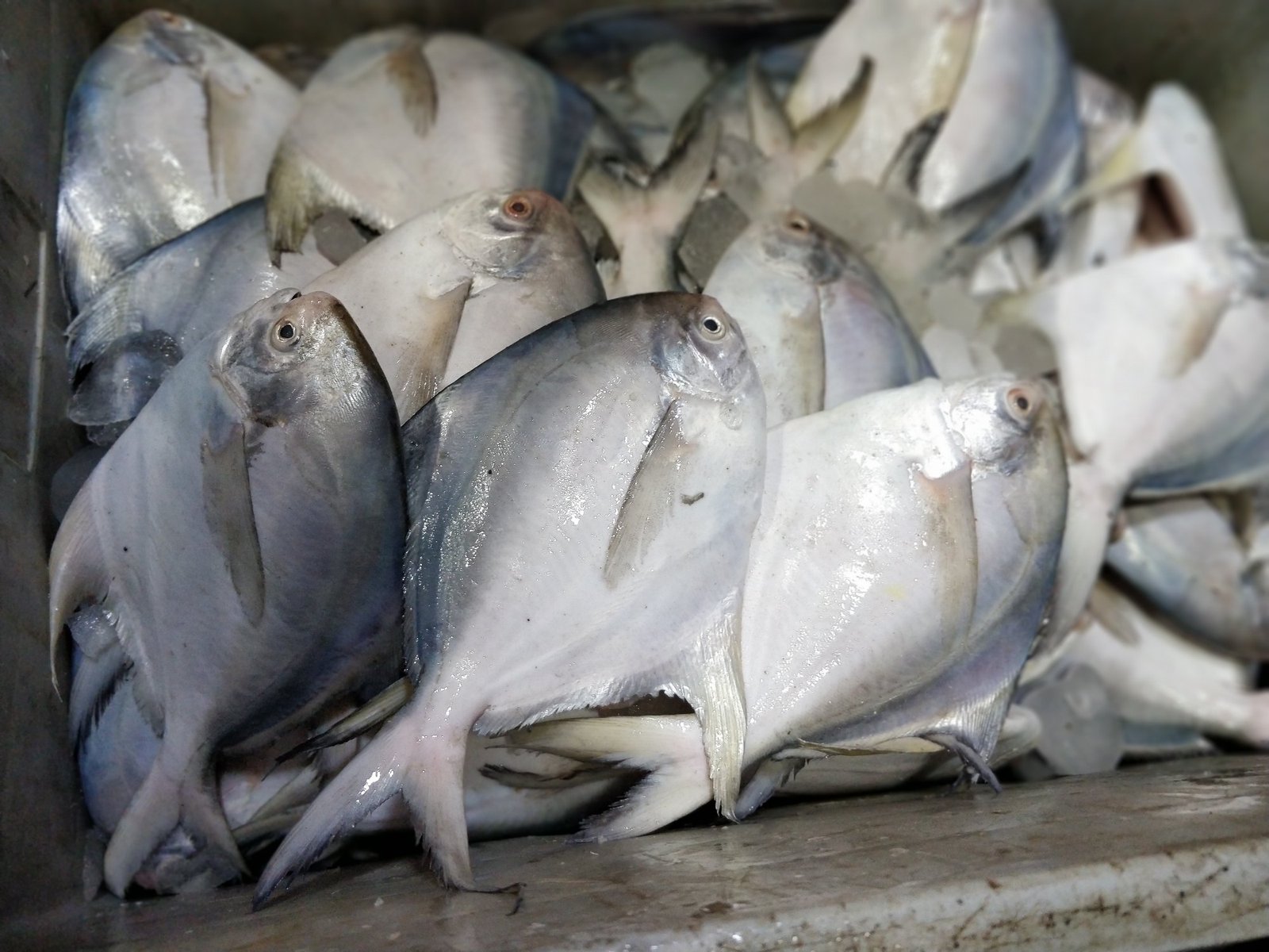 Pomfret