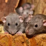 Rat bites
