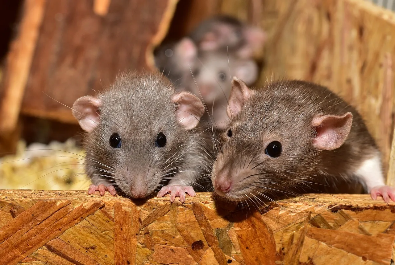 Rat bites