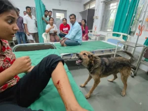 Kalyan dog bite; Around 300 People Reportedly Attacked in 24 Hours, KDMC’s Stray Dog Control Under Question